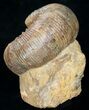 Well Preserved Stephanoceras Ammonite #11490-1